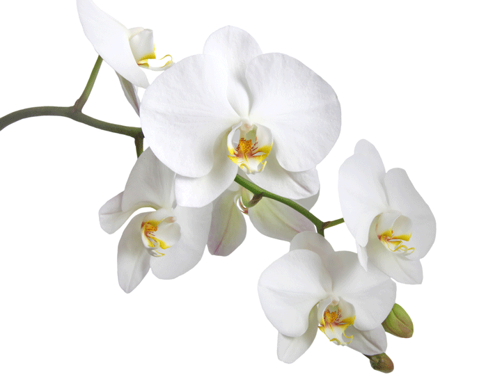naturopahie